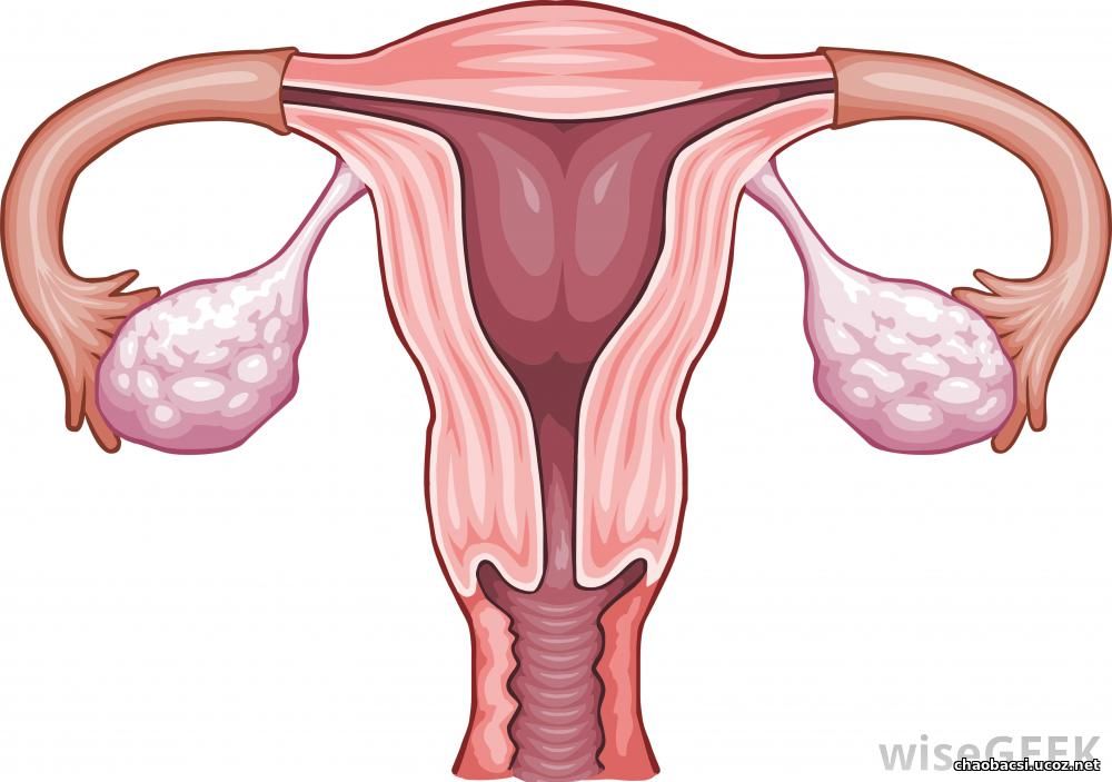 uterus-and-ovaries.jpg